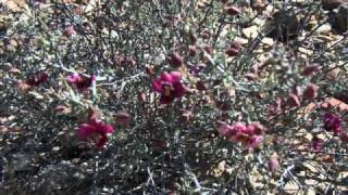 Our Terlingua Ranch The Beginning NO AUDIO JUST SLIDES [upl. by Yliab241]