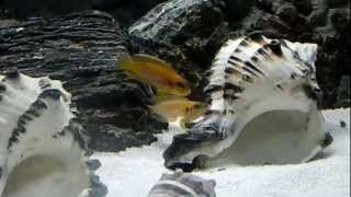 Lamprologus Ocellatus Gold [upl. by Ontine]