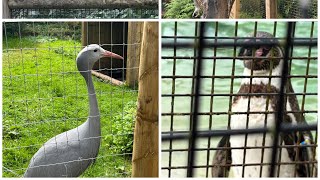 Lotherton hall zoo vlog 2024 [upl. by Eneladgam24]