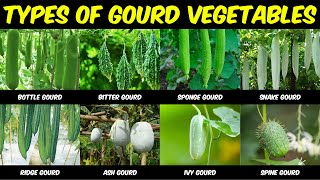 Different Types of Gourd Vegetables in India  Bottle Bitter Ridge Sponge Snake Ash Ivy Spine [upl. by Pare541]