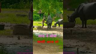 bull jumping Shorts 😃😃 videovillage animals reaction [upl. by Esom]