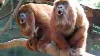 Howler monkeys announcing themselves [upl. by Asset]