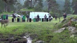 Le premier lâcher de bouquetin dans les Pyrénées  10 juillet 2014 [upl. by Thaxter]