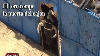 EL TORO ROMPE EL CAJON Y SE SALE IMPRESIONANTE [upl. by Laden688]