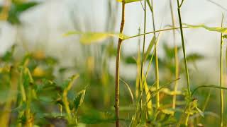 Cinematic shots in a Grassy Field [upl. by Eilatan]