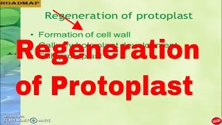 Regeneration of protoplast [upl. by Attenreb535]