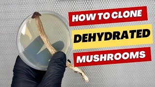 How to Clone Dehydrated Mushrooms [upl. by Elane]