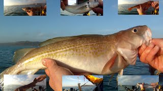 Kayak Fishing  Multi Species Fishing  Cod Whiting Bull Huss Dogfish Gurnard Scad Squid [upl. by Urial]