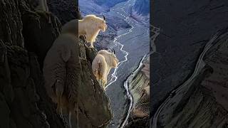 This Is Why a Goat Risks Its Life For Salt  ibex defies gravity to lick salt [upl. by Arremat]