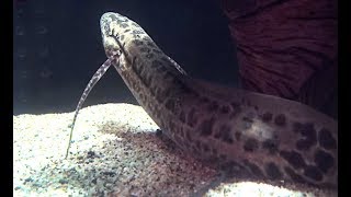 プロトプテルス アネクテンス African lungfish Lungfish Protopterus annectens [upl. by Yevre932]