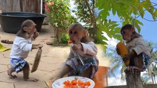 Today the little monkey went to pick papaya with his mother to eat [upl. by Haerle]