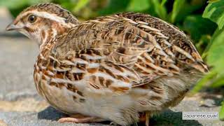 Japanese quail Coturnix japonica sound  call and song [upl. by Sheryle]