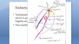 Parasitology 046 a Trichomonas Vaginalis INCREASES pH ANEROBIC protozoa Strawberry CPLM PEM [upl. by Irrehs503]