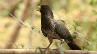 WESTERN GREY PLANTAIN EATER Harmaaturako Crinifer piscator [upl. by Siger694]