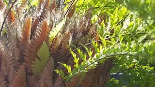 Basket Fern  must see for fern lovers Drynaria rigidula [upl. by Guarino]