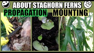 HOW TO PROPAGATE amp MOUNT  STAGHORN FERN RABBITS FOOT FERN BROMELIADS  Propagate With Me [upl. by Binky]