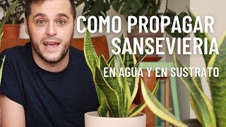 Como Propagar Sansevierias en Agua y en Sustrato [upl. by Suirtemid160]