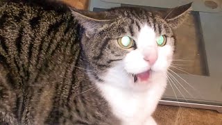 Angry and Aggressive Cats Hissing Compilation  Growling Hissing and Claw  PETASTIC 🐾 [upl. by Siro]