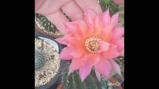 unknown Echinopsis hybrid😌🤲💖 [upl. by Nairdna121]