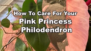 Caring For Your Pink Princess Philodendron  All You Need To Know [upl. by Connel]