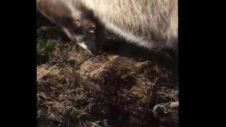 How Reindeer Use Sound To Communicate [upl. by Sandon702]