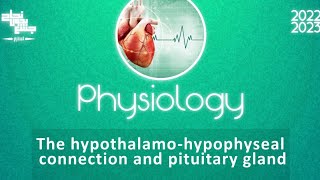 L 2 pituitary gland hypothalamo hypophyseal connection physiology [upl. by Hallee956]