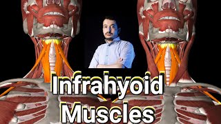 Infrahyoid muscles  sternohyoid sternothyroid thyrohyoid amp omohyoid origin insertion amp action [upl. by Filippo930]