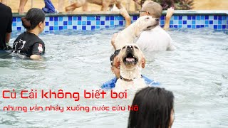 Củ Cải cứu người khỏi đuối nước như thế nào  Dog saves owner from drowning [upl. by Ilana]