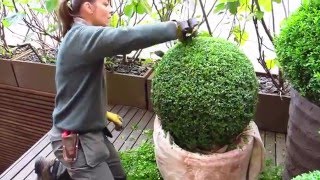 The London Gardener  Topiary BuxusBox Clipping [upl. by Mallon]