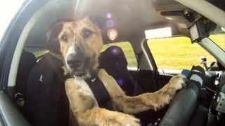 AutoFührerschein für TierheimHund Porter [upl. by Atineb711]