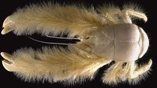 Facts The Yeti Crab Kiwa hirsutaKiwa puravida [upl. by Phares]