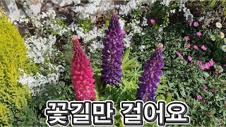 랜선힐링 꽃길만 걸어요 두뇌힐링 5분 quot멍quot 공기정화식물 루피너스Lupinus꽃말 quot모성애 탐욕 공상quot [upl. by Eiramyelhsa]