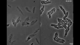 Exploding bacteria with penicillin [upl. by Cass]