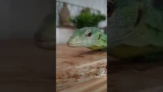 LOGAN MON VARANUS PRASINUS [upl. by Edric]