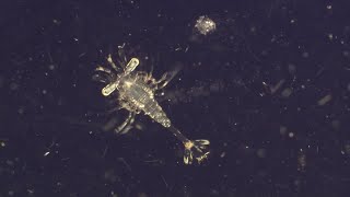 Why Are Plankton the Most Vital Organisms on Earth  BBC Earth [upl. by Aninahs925]