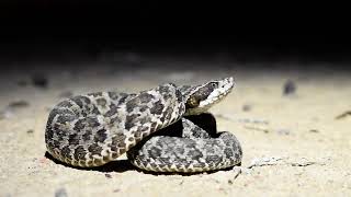 Bothrops erythromelas jararacadaseca [upl. by Titus]