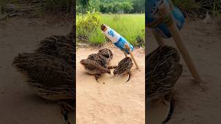 Easy Simple Quail Trap  Quail Trap shorts [upl. by Annoyt]