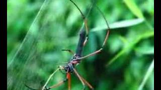 Nephila Recycling Spider Silk [upl. by Eves]