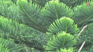 Araucaria heterophylla [upl. by Seira]