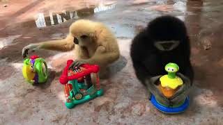 These gibbons display a high level of intelligence [upl. by Chuu]