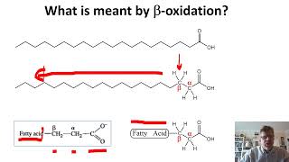 Biochemistry Lecture 14 [upl. by Ferrel339]