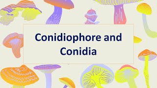 Conidiophore and Conidia Asexual reproduction of Fungi Part 4 [upl. by Solokin365]