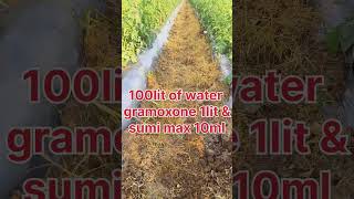 Non selective Herbicides Must use Herbicides nozzle Cap தக்காளி களை நிர்வாகம் tomato herbicides [upl. by Abehs]