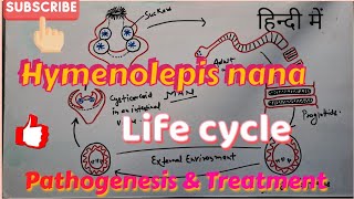 Hymenolepis nana Life cycle Clinical symptoms amp Treatment  in hindi [upl. by Ingham]