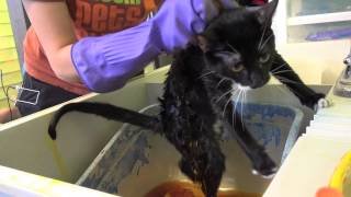 Cat Ringworm Treatment Training [upl. by Ferdinande]