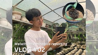 Repotting my prized possession  Welwitschia mirabilis  The Crowned Hardinero [upl. by Rashida]