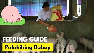 Feedpro in Tarlac Feeding Guide Palakihing Baboy [upl. by Octavie]