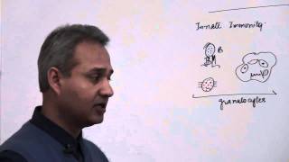 Immunology Neutrophils Lecture 3 Part 1 [upl. by Lhamaj369]