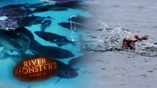 Black Piranhas Rip a Chicken To Shreds  PIRANHA  River Monsters [upl. by Anyrtak976]