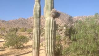 Saguaro Cactus Hideaway Garden in Joshua Tree CA [upl. by Winther]